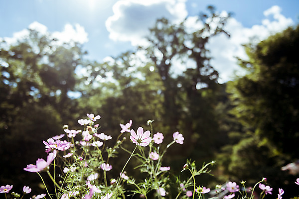 포토 JPG 주간 나무 구름 여러송이 꽃밭 하늘 한국 풍경 사람없음 야외 아웃포커스 가을풍경 맑음 가을 농촌 시골 코스모스 용문산 국내포토 자연요소 식물 계절 꽃 아시아 다수 날씨 산 촬영기법 양평 파일형식 가을_계절