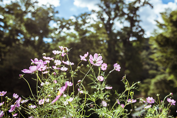 포토 JPG 주간 나무 구름 여러송이 꽃밭 하늘 한국 풍경 사람없음 야외 아웃포커스 가을풍경 맑음 가을 농촌 시골 코스모스 용문산 국내포토 자연요소 식물 계절 꽃 아시아 다수 날씨 산 촬영기법 양평 파일형식 가을_계절