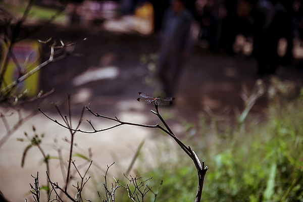 포토 JPG 주간 한마리 한국 풍경 사람없음 야외 아웃포커스 가을풍경 맑음 가을 나뭇가지 농촌 시골 잠자리 용문산 국내포토 자연요소 나무 1 계절 아시아 곤충 날씨 산 촬영기법 양평 파일형식 가을_계절