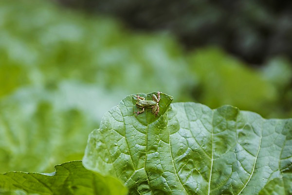 포토 JPG 주간 한마리 잎 자연 한국 개구리 풍경 근접촬영 사람없음 야외 아웃포커스 초록색 가을풍경 맑음 가을 농촌 시골 청개구리 배추잎 국내포토 여주시 자연요소 식물 1 계절 아시아 뷰포인트 컬러 날씨 촬영기법 양서류 배추 생태계 경기도 파일형식 가을_계절