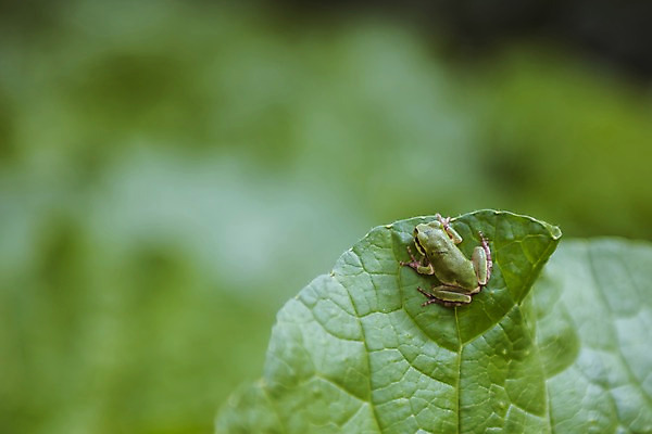 포토 JPG 주간 한마리 잎 자연 한국 개구리 풍경 근접촬영 사람없음 야외 아웃포커스 초록색 가을풍경 맑음 가을 농촌 시골 청개구리 배추잎 국내포토 여주시 자연요소 식물 1 계절 아시아 뷰포인트 컬러 날씨 촬영기법 양서류 배추 생태계 경기도 파일형식 가을_계절