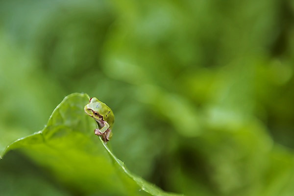 포토 JPG 주간 한마리 잎 자연 한국 개구리 풍경 근접촬영 사람없음 야외 아웃포커스 초록색 가을풍경 맑음 가을 농촌 시골 청개구리 배추잎 국내포토 여주시 자연요소 식물 1 계절 아시아 뷰포인트 컬러 날씨 촬영기법 양서류 배추 생태계 경기도 파일형식 가을_계절