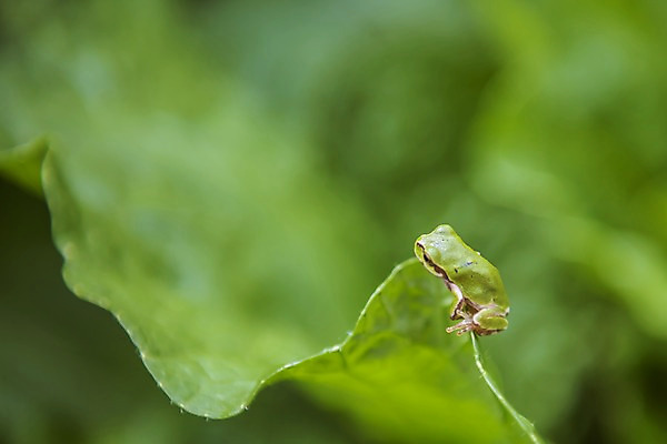 포토 JPG 주간 한마리 잎 자연 한국 개구리 풍경 근접촬영 사람없음 야외 아웃포커스 초록색 가을풍경 맑음 가을 농촌 시골 청개구리 배추잎 국내포토 여주시 자연요소 식물 1 계절 아시아 뷰포인트 컬러 날씨 촬영기법 양서류 배추 생태계 경기도 파일형식 가을_계절