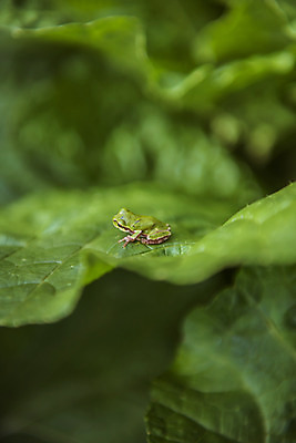 포토 JPG 주간 한마리 잎 자연 한국 개구리 풍경 근접촬영 사람없음 야외 아웃포커스 초록색 가을풍경 맑음 가을 농촌 시골 청개구리 배추잎 국내포토 여주시 자연요소 식물 1 계절 아시아 뷰포인트 컬러 날씨 촬영기법 양서류 배추 생태계 경기도 파일형식 가을_계절