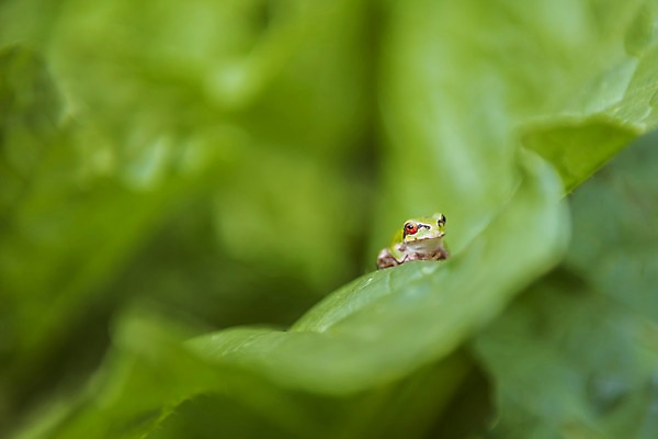 포토 JPG 주간 한마리 잎 자연 한국 개구리 풍경 근접촬영 사람없음 야외 아웃포커스 초록색 가을풍경 맑음 가을 농촌 시골 청개구리 배추잎 국내포토 여주시 자연요소 식물 1 계절 아시아 뷰포인트 컬러 날씨 촬영기법 양서류 배추 생태계 경기도 파일형식 가을_계절