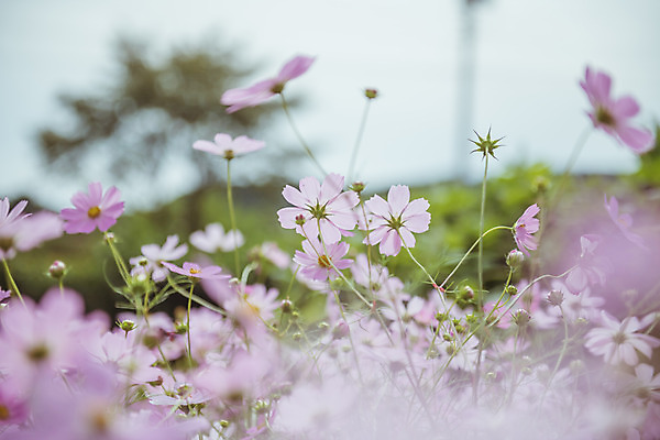 포토 JPG 주간 여러송이 꽃밭 자연 한국 풍경 근접촬영 사람없음 야외 아웃포커스 가을풍경 맑음 가을 농촌 시골 코스모스 국내포토 여주시 자연요소 계절 꽃 아시아 뷰포인트 다수 날씨 촬영기법 생태계 경기도 파일형식 가을_계절