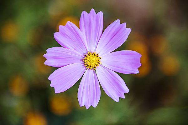 포토 JPG 주간 꽃밭 한송이 자연 한국 풍경 근접촬영 사람없음 야외 아웃포커스 하이앵글 가을풍경 맑음 가을 농촌 시골 코스모스 국내포토 여주시 자연요소 1 계절 꽃 아시아 뷰포인트 날씨 촬영기법 생태계 송이 경기도 파일형식 가을_계절
