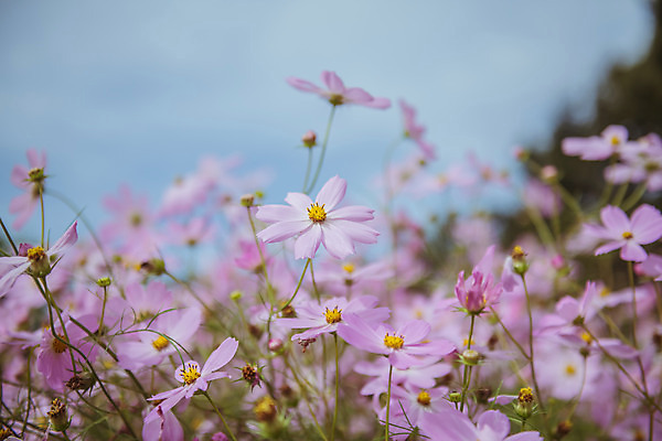 포토 JPG 주간 여러송이 꽃밭 자연 한국 풍경 사람없음 야외 아웃포커스 가을풍경 맑음 가을 농촌 시골 코스모스 국내포토 여주시 자연요소 계절 꽃 아시아 다수 날씨 촬영기법 생태계 경기도 파일형식 가을_계절