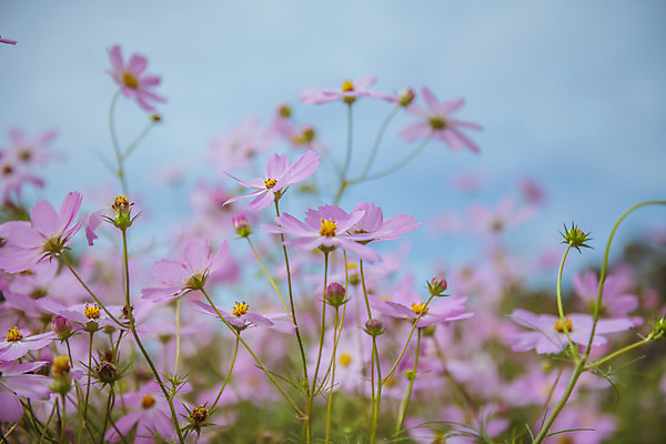 포토 JPG 주간 여러송이 꽃밭 자연 한국 풍경 사람없음 야외 아웃포커스 가을풍경 맑음 가을 농촌 시골 코스모스 국내포토 여주시 자연요소 계절 꽃 아시아 다수 날씨 촬영기법 생태계 경기도 파일형식 가을_계절