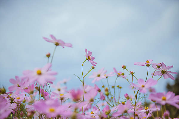 포토 JPG 주간 구름 여러송이 꽃밭 자연 하늘 한국 풍경 사람없음 야외 아웃포커스 가을풍경 맑음 가을 농촌 시골 코스모스 국내포토 여주시 자연요소 계절 꽃 아시아 다수 날씨 촬영기법 생태계 경기도 파일형식 가을_계절