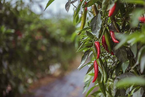 포토 JPG 주간 고추 한국 풍경 근접촬영 사람없음 야외 아웃포커스 가을풍경 맑음 수확 가을 농촌 시골 홍고추 고추밭 국내포토 여주시 자연요소 계절 아시아 뷰포인트 밭 농업 채소 날씨 촬영기법 경기도 파일형식 가을_계절