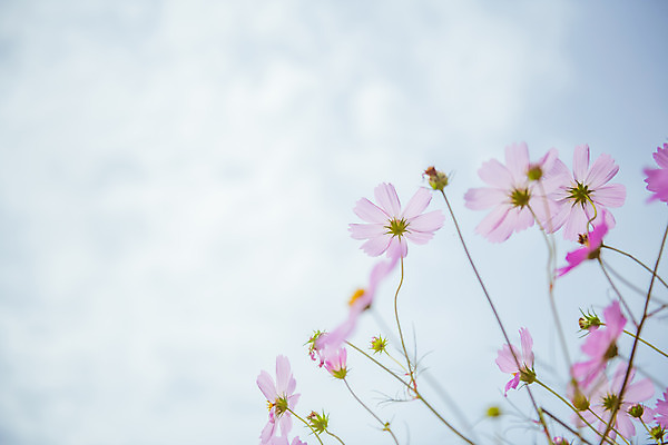 포토 JPG 주간 구름 여러송이 꽃밭 자연 하늘 한국 풍경 사람없음 야외 아웃포커스 가을풍경 맑음 가을 농촌 시골 코스모스 국내포토 여주시 자연요소 계절 꽃 아시아 다수 날씨 촬영기법 생태계 경기도 파일형식 가을_계절