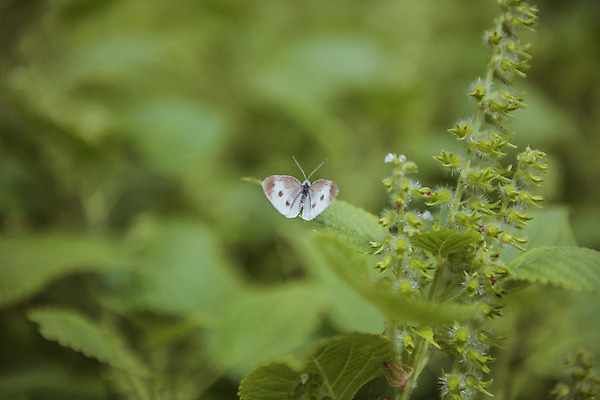 포토 JPG 주간 한마리 나비 밭 한국 풍경 근접촬영 사람없음 야외 아웃포커스 가을풍경 맑음 가을 농촌 시골 깻잎 참깨밭 국내포토 여주시 자연요소 1 계절 아시아 뷰포인트 곤충 농업 채소 날씨 촬영기법 경기도 파일형식 가을_계절