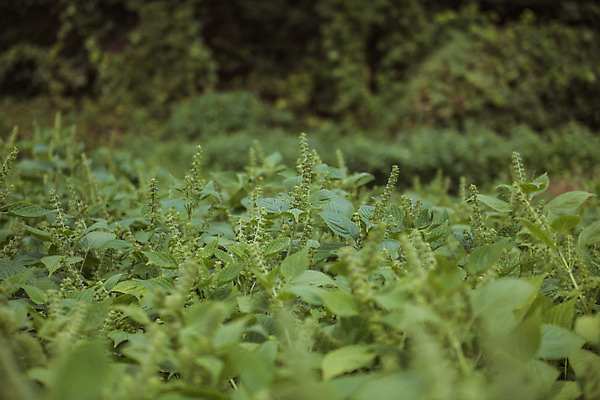 포토 JPG 주간 한국 풍경 근접촬영 사람없음 야외 아웃포커스 가을풍경 맑음 가을 농촌 시골 참깨밭 국내포토 여주시 자연요소 계절 아시아 뷰포인트 밭 날씨 촬영기법 경기도 파일형식 가을_계절