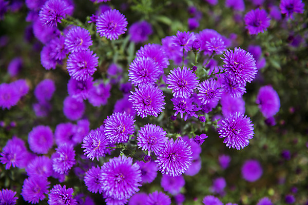 포토 JPG 주간 로우앵글 여러송이 한국 국화 풍경 근접촬영 사람없음 야외 가을풍경 맑음 가을 농촌 시골 소국 국내포토 여주시 자연요소 계절 꽃 아시아 뷰포인트 다수 날씨 경기도 파일형식 가을_계절