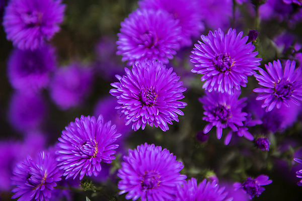 포토 JPG 주간 로우앵글 여러송이 한국 국화 풍경 근접촬영 사람없음 야외 가을풍경 맑음 가을 농촌 시골 소국 국내포토 여주시 자연요소 계절 꽃 아시아 뷰포인트 다수 날씨 경기도 파일형식 가을_계절