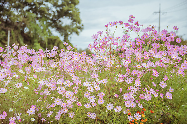 포토 JPG 주간 나무 여러송이 꽃밭 자연 하늘 한국 풍경 사람없음 야외 아웃포커스 가을풍경 맑음 가을 농촌 시골 코스모스 국내포토 여주시 자연요소 식물 계절 꽃 아시아 다수 날씨 촬영기법 생태계 경기도 파일형식 가을_계절