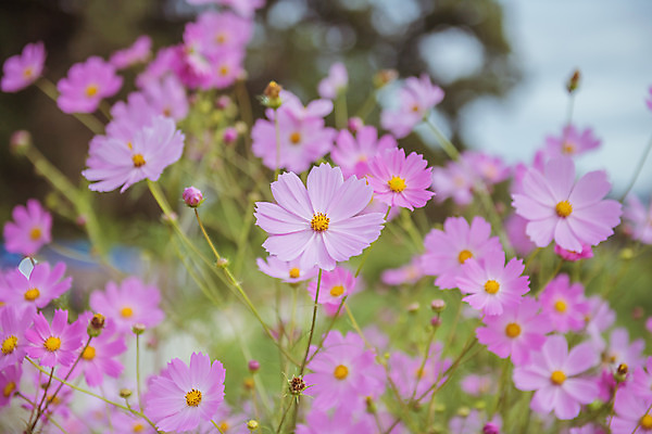 포토 JPG 주간 여러송이 꽃밭 자연 한국 풍경 근접촬영 사람없음 야외 아웃포커스 가을풍경 맑음 가을 농촌 시골 코스모스 국내포토 여주시 자연요소 계절 꽃 아시아 뷰포인트 다수 날씨 촬영기법 생태계 경기도 파일형식 가을_계절