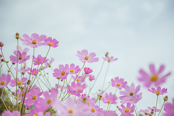 포토 JPG 주간 여러송이 꽃밭 자연 하늘 한국 풍경 근접촬영 사람없음 야외 아웃포커스 가을풍경 맑음 가을 농촌 시골 코스모스 국내포토 여주시 자연요소 계절 꽃 아시아 뷰포인트 다수 날씨 촬영기법 생태계 경기도 파일형식 가을_계절