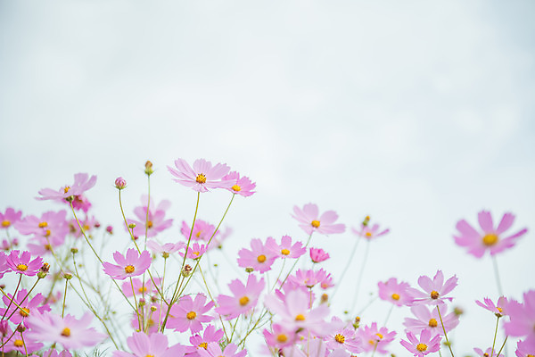 포토 JPG 주간 여러송이 꽃밭 자연 하늘 한국 풍경 근접촬영 사람없음 야외 아웃포커스 가을풍경 맑음 가을 농촌 시골 코스모스 국내포토 여주시 자연요소 계절 꽃 아시아 뷰포인트 다수 날씨 촬영기법 생태계 경기도 파일형식 가을_계절
