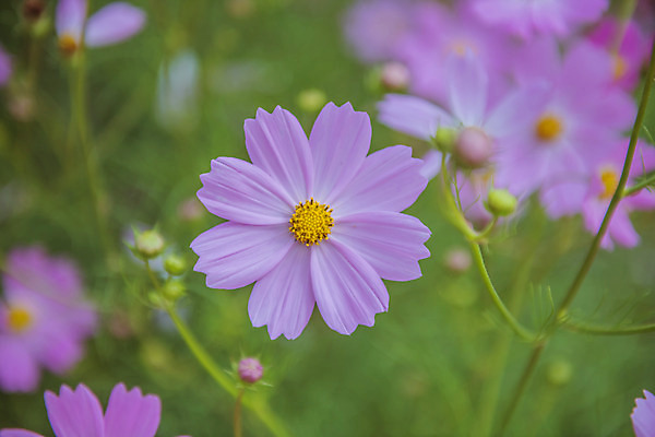포토 JPG 주간 여러송이 꽃밭 자연 한국 풍경 근접촬영 사람없음 야외 아웃포커스 하이앵글 가을풍경 맑음 가을 농촌 시골 코스모스 국내포토 여주시 자연요소 계절 꽃 아시아 뷰포인트 다수 날씨 촬영기법 생태계 경기도 파일형식 가을_계절