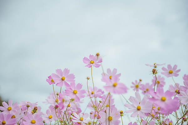 포토 JPG 주간 여러송이 꽃밭 자연 하늘 한국 풍경 근접촬영 사람없음 야외 아웃포커스 가을풍경 맑음 가을 농촌 시골 코스모스 국내포토 여주시 자연요소 계절 꽃 아시아 뷰포인트 다수 날씨 촬영기법 생태계 경기도 파일형식 가을_계절