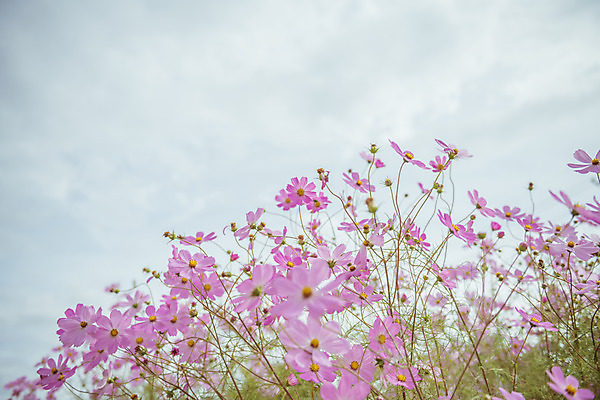 포토 JPG 주간 여러송이 꽃밭 자연 하늘 한국 풍경 근접촬영 사람없음 야외 아웃포커스 가을풍경 맑음 가을 농촌 시골 코스모스 국내포토 여주시 자연요소 계절 꽃 아시아 뷰포인트 다수 날씨 촬영기법 생태계 경기도 파일형식 가을_계절