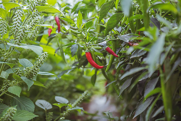 포토 JPG 주간 고추 한국 풍경 근접촬영 사람없음 야외 아웃포커스 가을풍경 맑음 수확 가을 농촌 시골 홍고추 고추밭 국내포토 여주시 자연요소 계절 아시아 뷰포인트 밭 농업 채소 날씨 촬영기법 경기도 파일형식 가을_계절