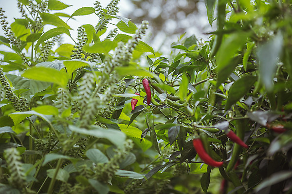 포토 JPG 주간 고추 한국 풍경 근접촬영 사람없음 야외 아웃포커스 가을풍경 맑음 수확 가을 농촌 시골 홍고추 고추밭 국내포토 여주시 자연요소 계절 아시아 뷰포인트 밭 농업 채소 날씨 촬영기법 경기도 파일형식 가을_계절