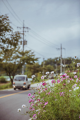 포토 JPG 주간 도로 여러송이 하늘 한국 풍경 사람없음 야외 아웃포커스 가을풍경 맑음 트럭 가을 농촌 시골 코스모스 국내포토 여주시 자연요소 계절 꽃 아시아 길 다수 교통시설 자동차 날씨 촬영기법 경기도 파일형식 가을_계절