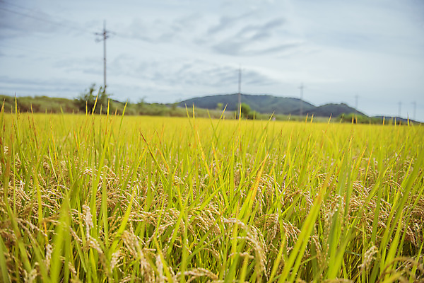 포토 JPG 주간 하늘 한국 논 풍경 근접촬영 사람없음 야외 가을풍경 맑음 수확 추수 벼 가을 농촌 시골 국내포토 여주시 자연요소 계절 아시아 뷰포인트 농업 날씨 곡류 경기도 파일형식 가을_계절
