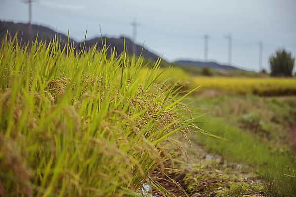 포토 JPG 주간 한국 논 풍경 근접촬영 사람없음 야외 아웃포커스 가을풍경 맑음 수확 추수 벼 가을 농촌 시골 국내포토 여주시 자연요소 계절 아시아 뷰포인트 농업 날씨 곡류 촬영기법 경기도 파일형식 가을_계절