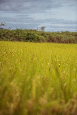 포토 JPG 주간 하늘 한국 논 풍경 사람없음 야외 아웃포커스 가을풍경 맑음 수확 추수 벼 가을 농촌 시골 국내포토 여주시 자연요소 계절 아시아 농업 날씨 곡류 촬영기법 경기도 파일형식 가을_계절
