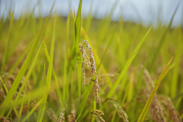 포토 JPG 주간 한국 논 풍경 근접촬영 사람없음 야외 아웃포커스 가을풍경 맑음 수확 추수 벼 가을 농촌 시골 국내포토 여주시 자연요소 계절 아시아 뷰포인트 농업 날씨 곡류 촬영기법 경기도 파일형식 가을_계절