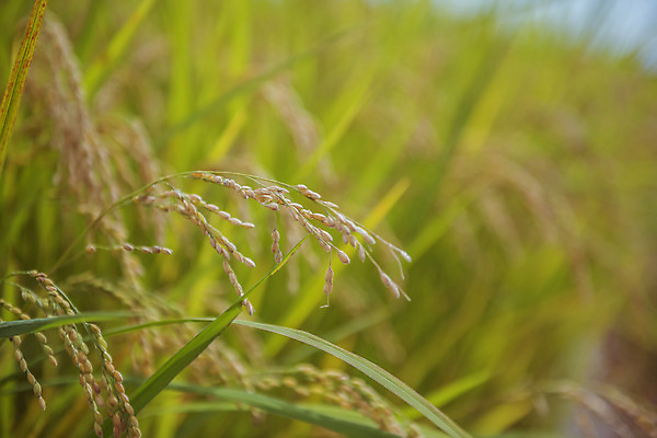 포토 JPG 주간 한국 논 풍경 근접촬영 사람없음 야외 아웃포커스 가을풍경 맑음 수확 추수 벼 가을 농촌 시골 국내포토 여주시 자연요소 계절 아시아 뷰포인트 농업 날씨 곡류 촬영기법 경기도 파일형식 가을_계절