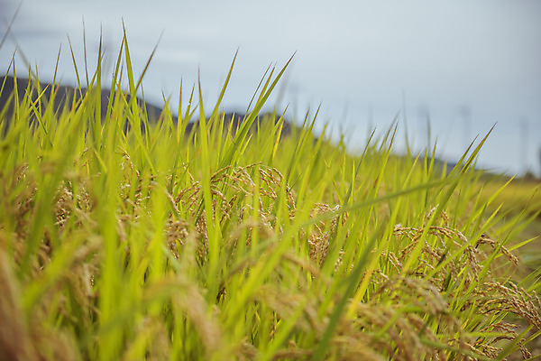포토 JPG 주간 한국 논 풍경 근접촬영 사람없음 야외 아웃포커스 가을풍경 맑음 수확 추수 벼 가을 농촌 시골 국내포토 여주시 자연요소 계절 아시아 뷰포인트 농업 날씨 곡류 촬영기법 경기도 파일형식 가을_계절