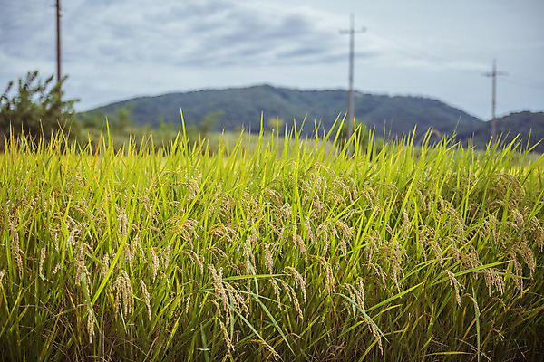 포토 JPG 주간 구름 하늘 산 한국 논 풍경 사람없음 야외 가을풍경 맑음 수확 추수 벼 가을 농촌 시골 국내포토 여주시 자연요소 계절 아시아 농업 날씨 곡류 경기도 파일형식 가을_계절