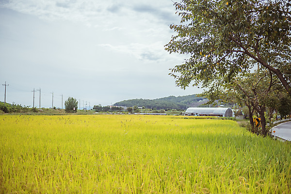 포토 JPG 주간 나무 하늘 한국 논 풍경 사람없음 야외 가을풍경 맑음 수확 추수 벼 가을 농촌 시골 국내포토 여주시 자연요소 식물 계절 아시아 농업 날씨 곡류 경기도 파일형식 가을_계절