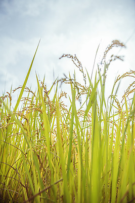 포토 JPG 주간 로우앵글 하늘 한국 논 풍경 근접촬영 사람없음 야외 가을풍경 맑음 수확 추수 벼 가을 농촌 시골 국내포토 여주시 자연요소 계절 아시아 뷰포인트 농업 날씨 곡류 경기도 파일형식 가을_계절