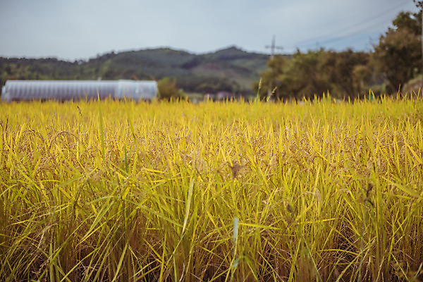 포토 JPG 주간 한국 논 풍경 근접촬영 사람없음 야외 아웃포커스 가을풍경 맑음 수확 추수 벼 가을 농촌 시골 국내포토 여주시 자연요소 계절 아시아 뷰포인트 농업 날씨 곡류 촬영기법 경기도 파일형식 가을_계절