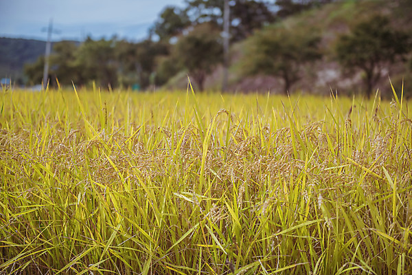포토 JPG 주간 한국 논 풍경 근접촬영 사람없음 야외 아웃포커스 가을풍경 맑음 수확 추수 벼 가을 농촌 시골 국내포토 여주시 자연요소 계절 아시아 뷰포인트 농업 날씨 곡류 촬영기법 경기도 파일형식 가을_계절