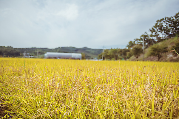 포토 JPG 주간 하늘 한국 논 풍경 사람없음 야외 아웃포커스 가을풍경 맑음 수확 추수 벼 가을 농촌 시골 국내포토 여주시 자연요소 계절 아시아 농업 날씨 곡류 촬영기법 경기도 파일형식 가을_계절