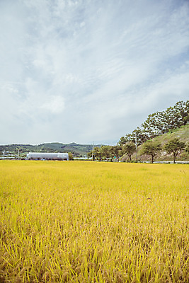 포토 JPG 주간 하늘 한국 논 풍경 사람없음 야외 아웃포커스 가을풍경 맑음 수확 추수 벼 가을 농촌 시골 국내포토 여주시 자연요소 계절 아시아 농업 날씨 곡류 촬영기법 경기도 파일형식 가을_계절