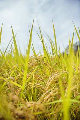 포토 JPG 주간 한국 논 풍경 근접촬영 사람없음 야외 아웃포커스 가을풍경 맑음 수확 추수 벼 가을 농촌 시골 국내포토 여주시 자연요소 계절 아시아 뷰포인트 농업 날씨 곡류 촬영기법 경기도 파일형식 가을_계절