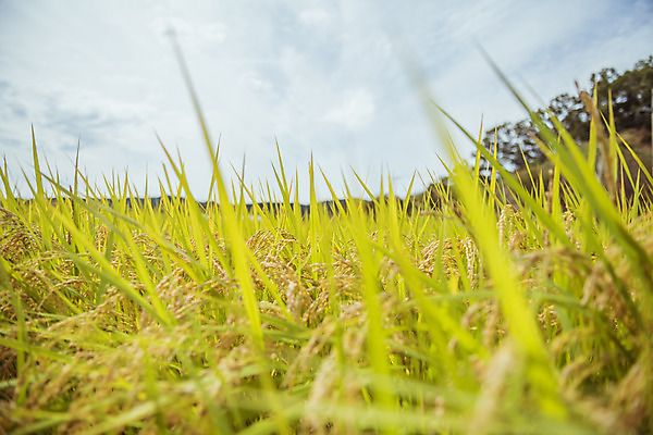 포토 JPG 주간 한국 논 풍경 근접촬영 사람없음 야외 아웃포커스 가을풍경 맑음 수확 추수 벼 가을 농촌 시골 국내포토 여주시 자연요소 계절 아시아 뷰포인트 농업 날씨 곡류 촬영기법 경기도 파일형식 가을_계절