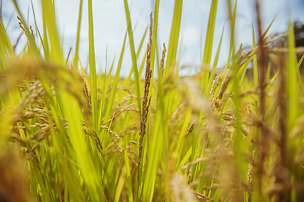 포토 JPG 주간 한국 논 풍경 근접촬영 사람없음 야외 아웃포커스 가을풍경 맑음 수확 추수 벼 가을 농촌 시골 국내포토 여주시 자연요소 계절 아시아 뷰포인트 농업 날씨 곡류 촬영기법 경기도 파일형식 가을_계절