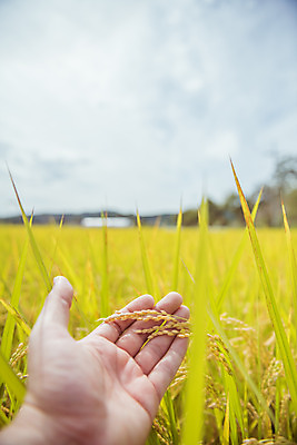 포토 JPG 주간 손 하늘 한손 한국 논 한명 풍경 근접촬영 야외 아웃포커스 신체부위 가을풍경 맑음 수확 추수 벼 가을 농촌 시골 국내포토 여주시 자연요소 1 계절 아시아 뷰포인트 농업 날씨 곡류 촬영기법 사람 경기도 파일형식 가을_계절