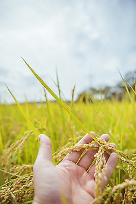 포토 JPG 주간 손 하늘 한손 한국 논 한명 풍경 근접촬영 야외 아웃포커스 신체부위 가을풍경 맑음 수확 추수 벼 가을 농촌 시골 국내포토 여주시 자연요소 1 계절 아시아 뷰포인트 농업 날씨 곡류 촬영기법 사람 경기도 파일형식 가을_계절