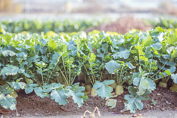 포토 JPG 주간 한국 풍경 근접촬영 사람없음 야외 아웃포커스 가을풍경 맑음 가을 농촌 시골 무 무밭 국내포토 여주시 자연요소 계절 아시아 뷰포인트 밭 날씨 뿌리채소 촬영기법 경기도 파일형식 가을_계절