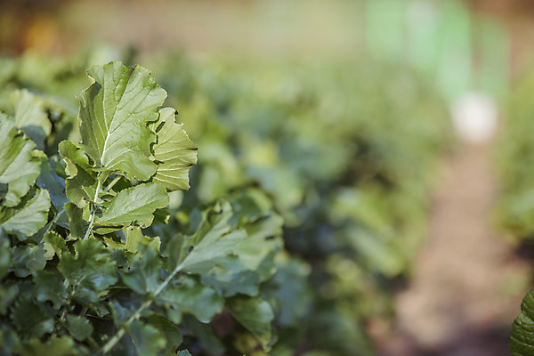 포토 JPG 주간 한국 풍경 근접촬영 사람없음 야외 아웃포커스 가을풍경 맑음 가을 농촌 시골 무 무밭 국내포토 여주시 자연요소 계절 아시아 뷰포인트 밭 날씨 뿌리채소 촬영기법 경기도 파일형식 가을_계절